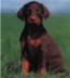 cuccioloMhom page.jpg (2185 byte)